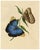 Louisa Hare, Purple Owl-Butterfly (Caligo beltrao) Study, Watercolour For Sale - Image 3 of 7