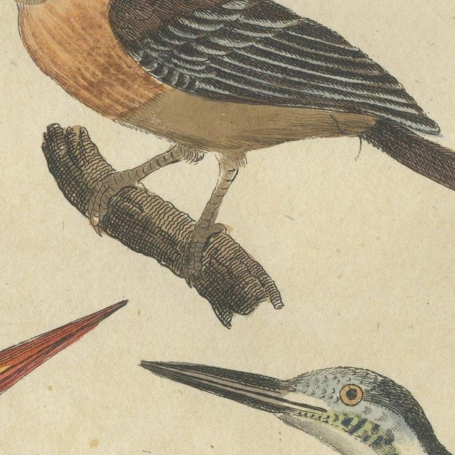 Bertuch, Four Kingfishers on Branches, 1818, Print For Sale - Image 4 of 12