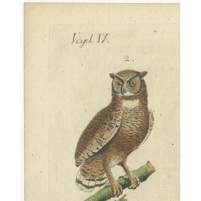 European Owls, 1800, Print on Paper For Sale - Image 9 of 12