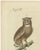 European Owls, 1800, Print on Paper For Sale - Image 9 of 12
