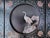 Black 1900s Chinese Six-Panel Carved Hardstone Lacquered Coromandel Screen For Sale - Image 8 of 18