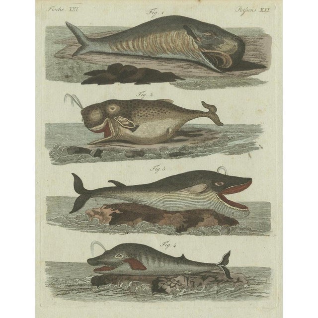 Early 19th Century Bertuch, Sperm Whale and North Atlantic Whales, 1800, Engraving For Sale - Image 5 of 9