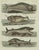 Early 19th Century Bertuch, Sperm Whale and North Atlantic Whales, 1800, Engraving For Sale - Image 5 of 9