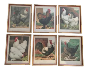 Set of Six English 1880’s Cassell Poultry Lithographs