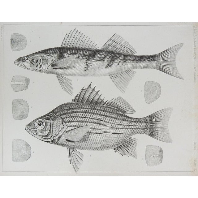 Pair of antique mid 19th century lithograph on paper of fish book plate. Published by the US Pacific Railroad Exploration...