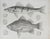 Pair of antique mid 19th century lithograph on paper of fish book plate. Published by the US Pacific Railroad Exploration...