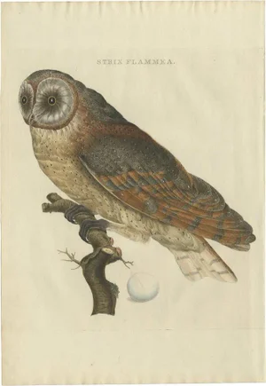 Sepp & Nozeman, Barn Owl, 1809, Paper