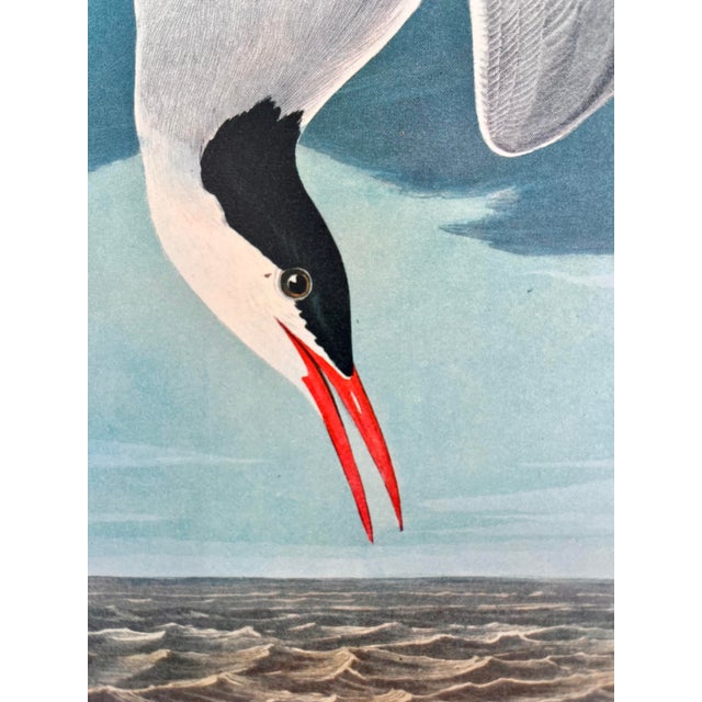 Paper 1964 Audubon Folio Lithograph Great Bird Paintings – “Arctic Tern” 17x14 For Sale - Image 7 of 9