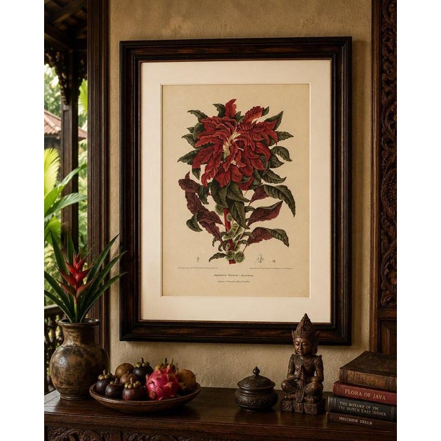 Title: original antique botanical chromolithograph of joseph's coat (amaranthus tricolor), c. 1880 : a magnificent...