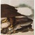 John James Audubon 1966 Vintage Farmhouse Cottage XL Print "White-Headed Eagle" After John James Audubon For Sale - Image 4 of 8