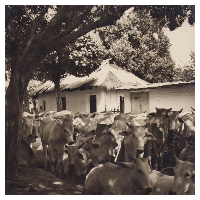Hanna Seidel, Colombian Cows, Black and White Photograph, 1960s For Sale
