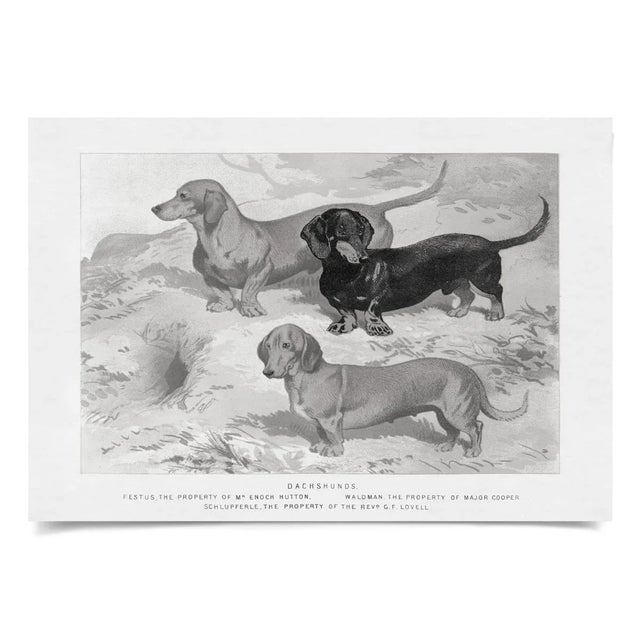 Contemporary Cassell Dogs; Dachshunds, Unframed Artwork For Sale - Image 3 of 3
