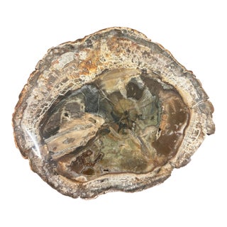 Vintage Petrified Wood Specimen Slab Catchall Tray, Sculptural Decor For Sale