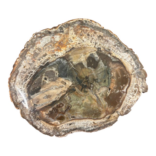 Vintage Petrified Wood Specimen Slab Catchall Tray, Sculptural Decor For Sale