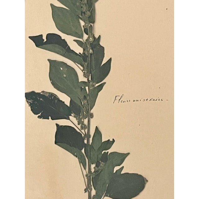 1965 French Herbarium Botanical Specimens – Set of 9 Custom Framed Pressed Botanicals For Sale - Image 12 of 18