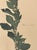 1965 French Herbarium Botanical Specimens – Set of 9 Custom Framed Pressed Botanicals For Sale - Image 12 of 18