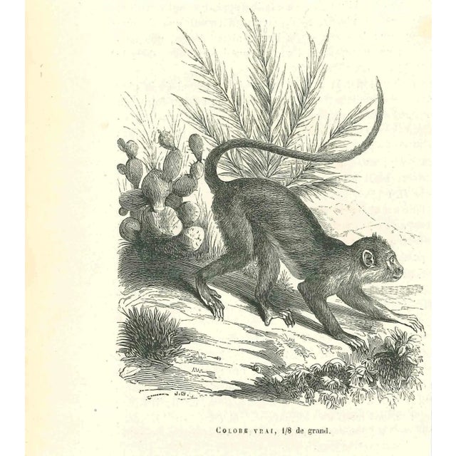 The Monkey is an original lithograph on ivory-colored paper, realized by Paul Gervais (1816-1879). The artwork is from The...