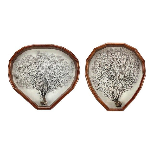 Pair of Custom Shadowbox Mounted Black Sea Fan Coral Specimens For Sale