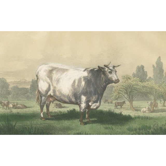 19th Century Emilie, Durham Shorthorn Cow of Corbon, 1873, Paper For Sale - Image 5 of 12