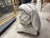 19th Century 19th Century Italian Plaster Bust For Sale - Image 5 of 10