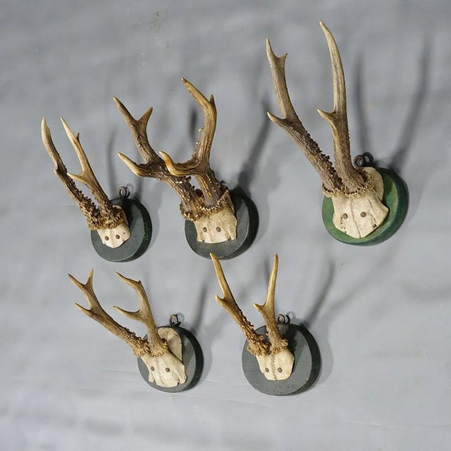 A Set of Five Antique Black Forest Deer Trophies on Wooden Plaques 1880s A set of five antique Black Forest roe deer...