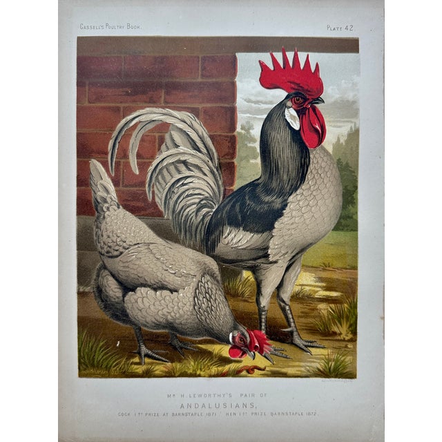 Victorian Late 19th Century Poultry Print Collection: Leghorns, Sultan, Andalusians & Brahmas - Set of 4 Chromolithographs For Sale - Image 3 of 6