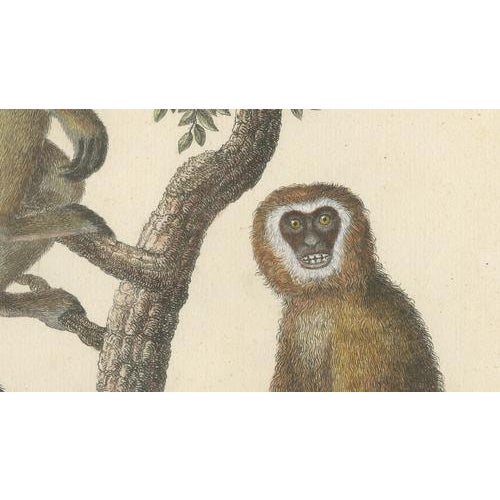 Black Karl Joseph Brodtmann, Gibbons & Monkeys, 1816, Lithograph For Sale - Image 8 of 10