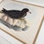 Rare Gould Pattern Gallery, 19th Century Hand-Colored Lithographs From John Gould’s Birds of Australia | Custom Mat Selection - Set of 6 For Sale In Columbus - Image 6 of 18