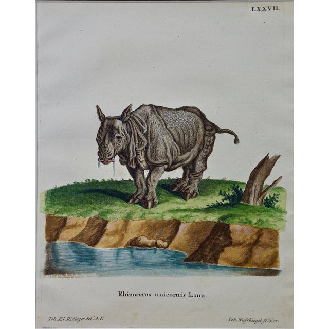 A Pair of Hand Colored Engravings of an African Lioness and Her Cubs and a Rhino, 1775 For Sale - Image 9 of 12