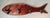 Vintage Rustic Folk Art Wood Fish Coat, Hat Rack For Sale - Image 12 of 12