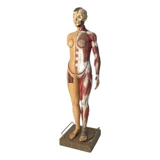 Italian Anatomical Mannequin, 1960s, 1960s, Metal & Wood & Rubber For Sale