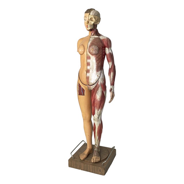 Italian Anatomical Mannequin, 1960s, 1960s, Metal & Wood & Rubber For Sale