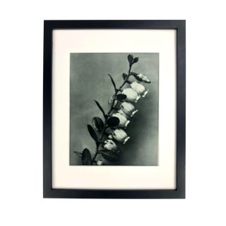 Framed Antique Botanical Blossfeldt Print - No. 106 For Sale
