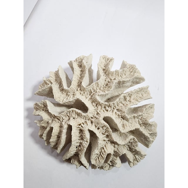Coastal Antique Natural Brain Coral Specimen For Sale - Image 3 of 8