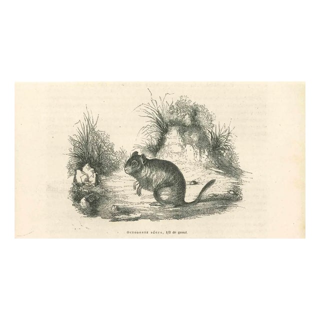 Paul Gervais, The Mouse, Original Lithograph, 1854 For Sale