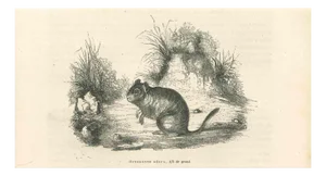 Paul Gervais, The Mouse, Original Lithograph, 1854