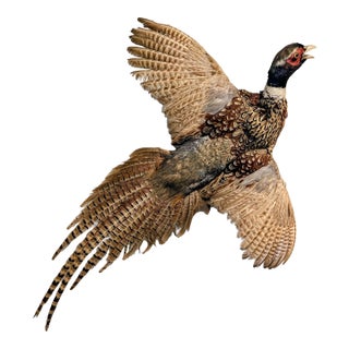 Pheasant Taxidermy For Sale