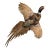Pheasant Taxidermy For Sale