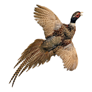 Pheasant Taxidermy
