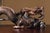 Vietnamese Nha Trang White Kyara Agarwood — “Dragon Across the World” Water-Sinking Grade Sculpture With its luminous,...