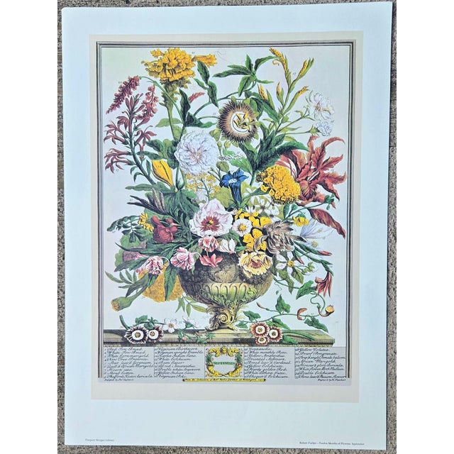 Vintage September botanical print from Robert Furber “Twelve Months of Flowers” Pierpont Morgan Library Print, New York....