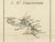 Paper Map of Virgin Islands and Lesser Antilles by Rigobert Bonne, 1780 For Sale - Image 7 of 12