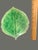 Mid-Century Modern Late 20th Century Costa-Nova Portugal Hand Painted Ceramic Set of 3 Green Leaf Dip Plates Bowls For Sale - Image 3 of 10