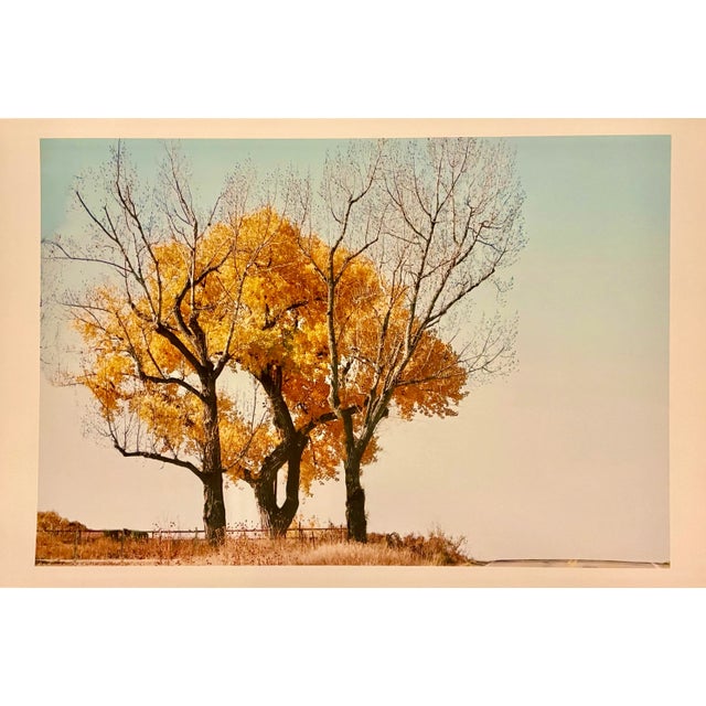 2000 - 2009 Gleb Derujinsky "Yellow Tree" Contemporary Landscape Photograph Print For Sale - Image 5 of 5