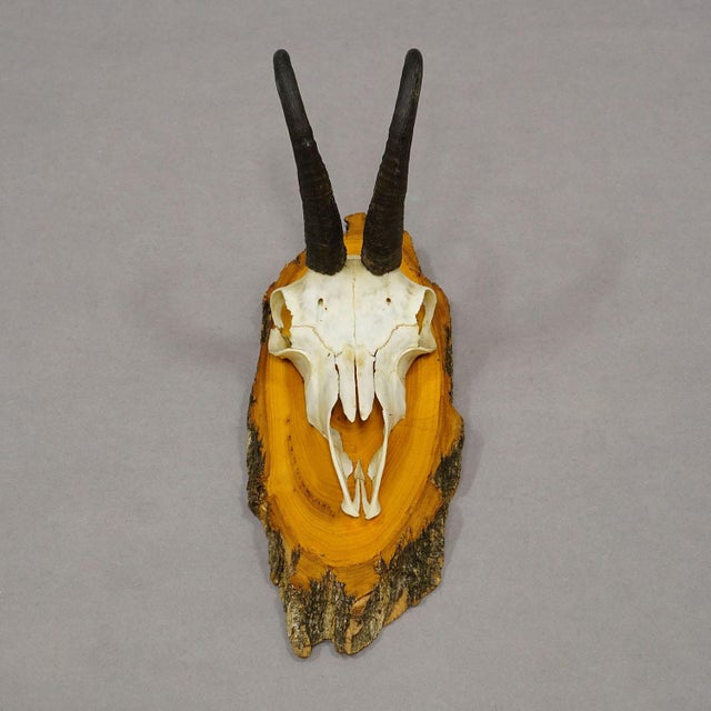 Vintage Collection of Six Chamois Trophies on Wooden Plaques, Germany Ca. 1960s For Sale - Image 6 of 7