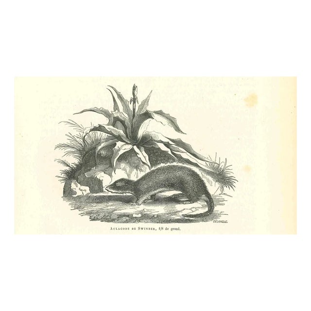 Paul Gervais, Cane Rat, 1854, Lithograph For Sale