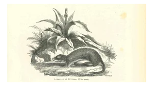 Paul Gervais, Cane Rat, 1854, Lithograph