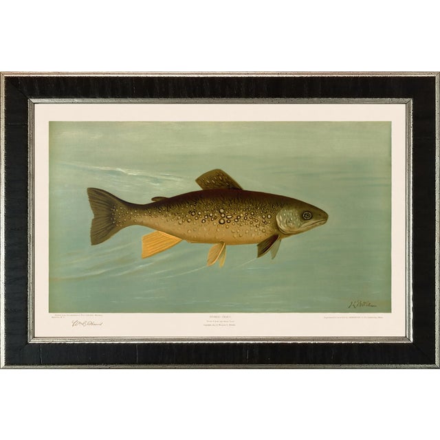 American Fish 05 Splake or Hybrid Trout Framed Giclee Print For Sale In Atlanta - Image 6 of 6
