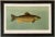 American Fish 05 Splake or Hybrid Trout Framed Giclee Print For Sale In Atlanta - Image 6 of 6