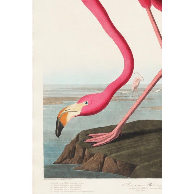 Not Yet Made - Made To Order Pink Flamingo (Audubon, Birds of America), Vintage Art Print Reproduction, 24″ × 36″ For Sale - Image 5 of 7
